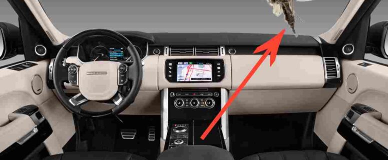 how to get rid of gnats in car